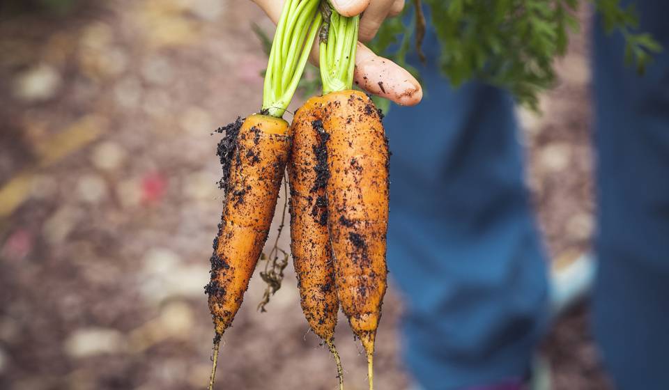 Как правильно сажать морковь – от подготовки почвы и семян до первых всходов