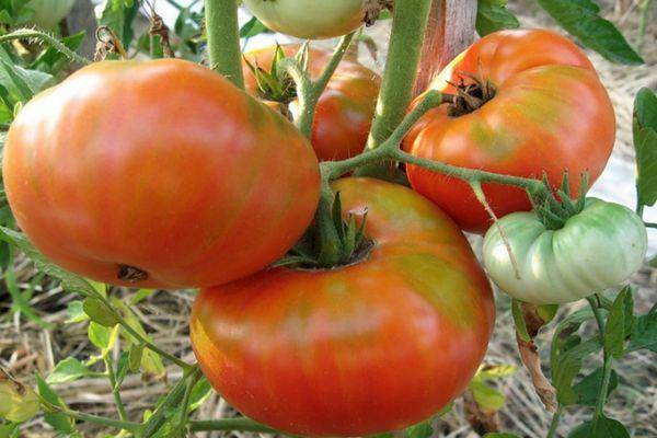 Томат "король красоты": описание сорта, характеристики плодов, фото-материалы, рекомендации по выращиванию отличного урожая помидор