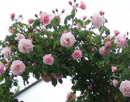 Rosa 'new dawn' — википедия переиздание // wiki 2