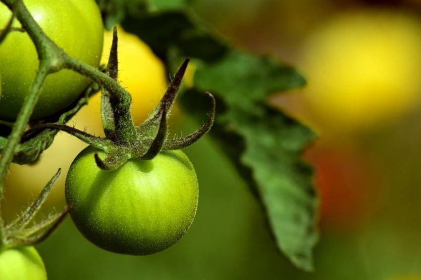 Помидоры в парнике: посадка, уход и содержание томатов (видео + 95 фото)