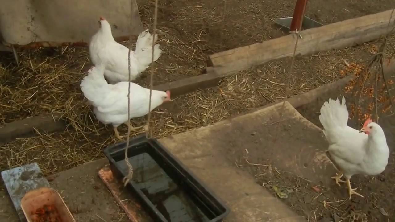 Как подсадить новых кур к старым курицам и что делать, если клюют молодку