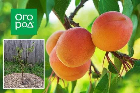 Выращивание абрикосов в средней полосе – как добиться хорошего урожая в неблагоприятных условиях