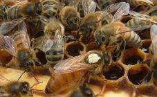 Разведение пчел для начинающих