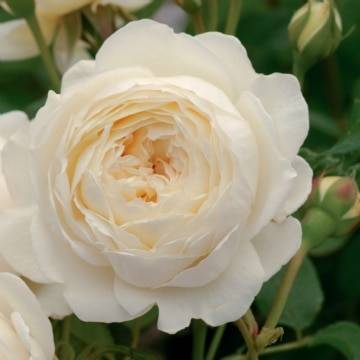 Выбираем розы для начинающих, почвопокровные, плетистые и парковые розы, посадка роз | сажаем сад