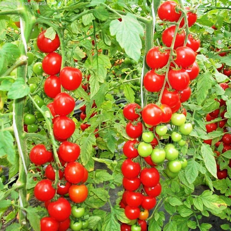 Как вырастить томаты черри сорта «вишня красная»