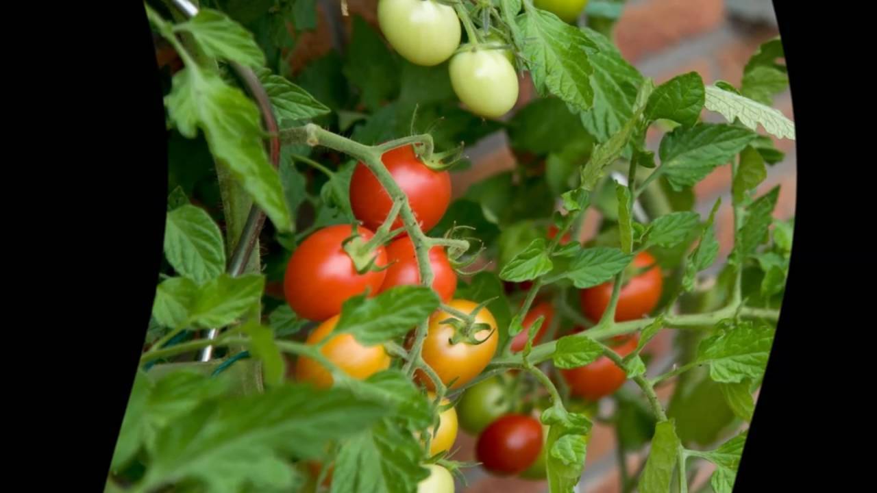 Дедовские методы подкормки помидор в теплице