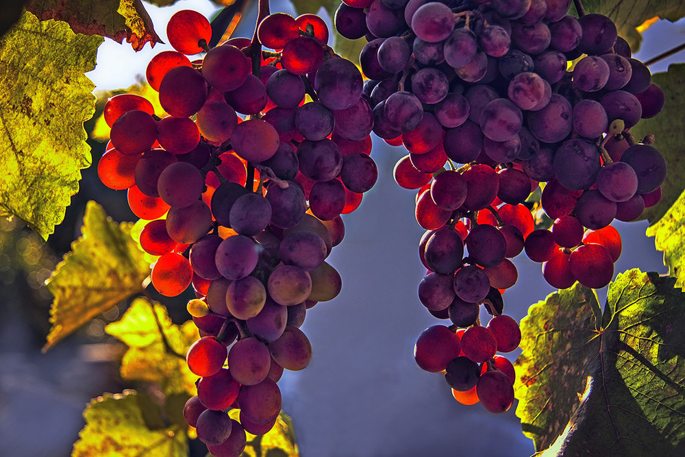 5 типичных ошибок новичков при обрезке винограда