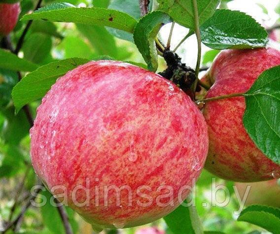 Яблоня белорусская малиновая: описание сорта и его характеристики, выращивание и уход, болезни и вредители