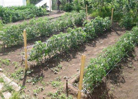 Как посадить помидоры, когда их лучше сеять, что об этом необходимо знать