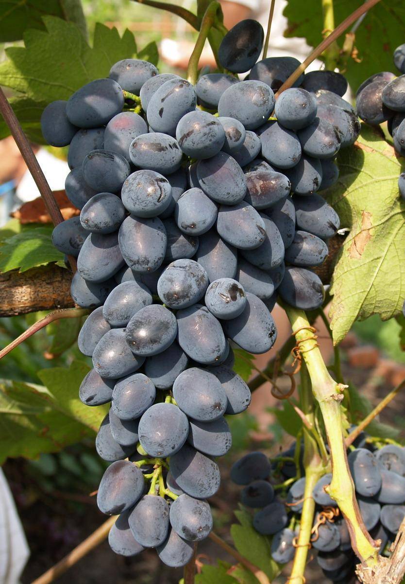Сорт винограда «чарли» и его описание
