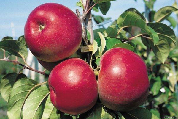 Можно ли из семечка яблока вырастить дерево: размножение культуры семенами