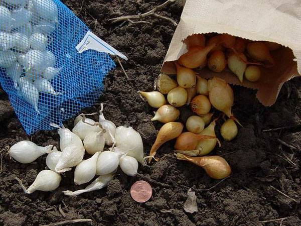 Как посадить лук севок в открытом грунте: когда и как сажать весной на грядке