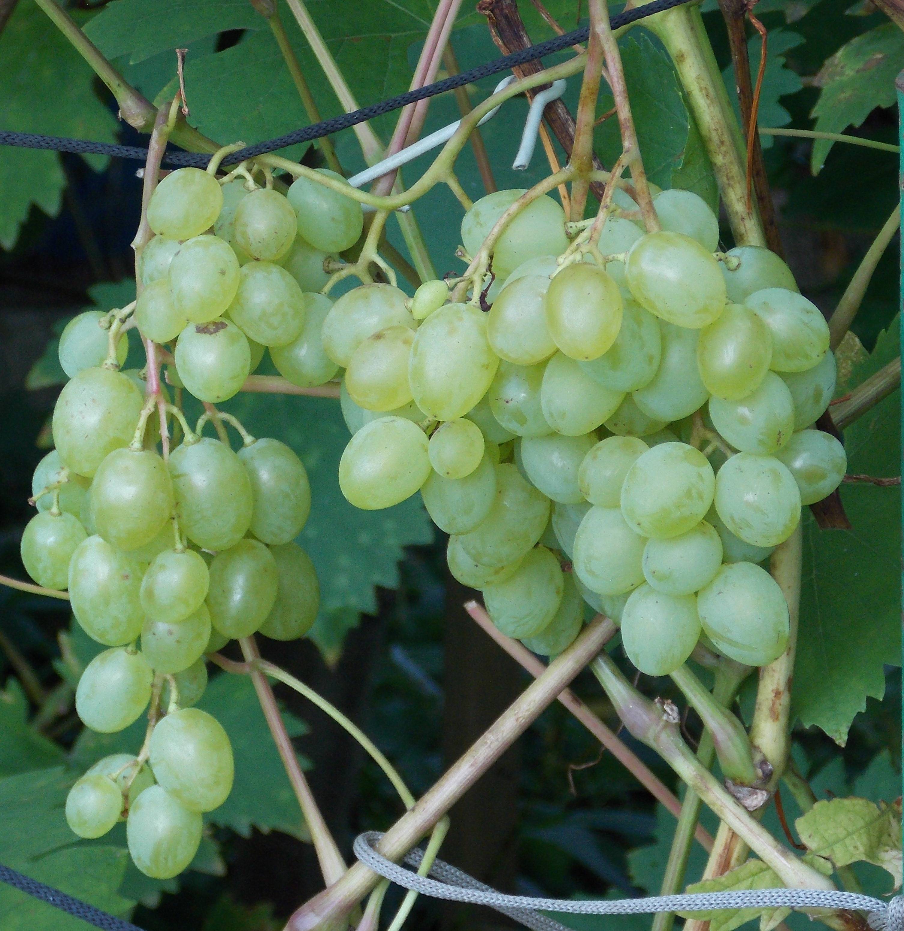 Мариновский виноград: описание, особенности, рекомендации по уходу и разведению