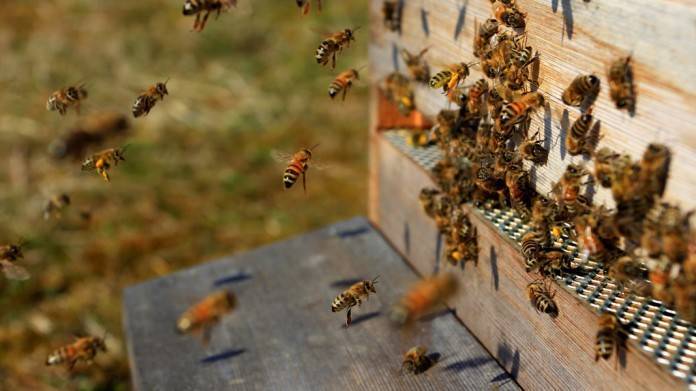 Формирование отводков пчел