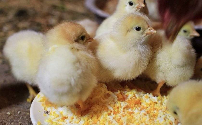 О том, что можно дать цыпленку поесть, чем покормить суточных цыплят