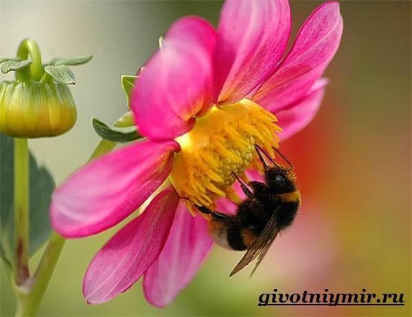 Как избавиться от диких пчел