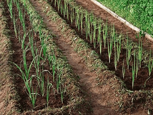 Как выращивать лук порей из семян