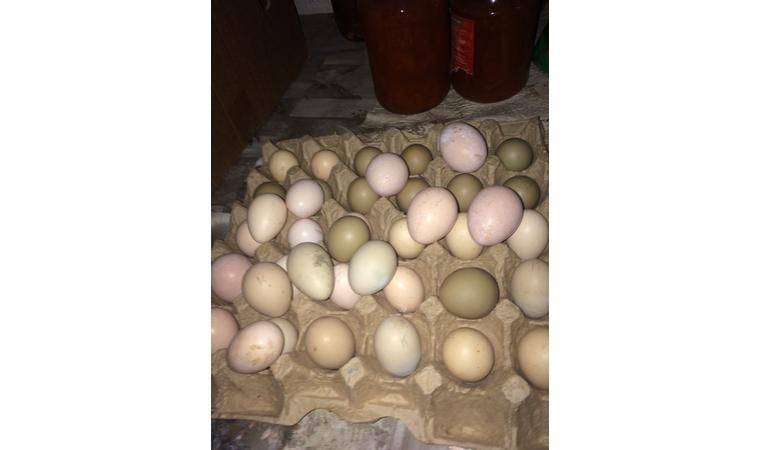 Полезные свойства яиц фазана — sam-village