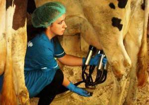 Как правильно доить корову доильным аппаратом?