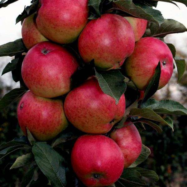 Лучшие сорта колоновидных яблонь – фото и описания