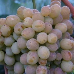 Характеристика винограда коринка русская