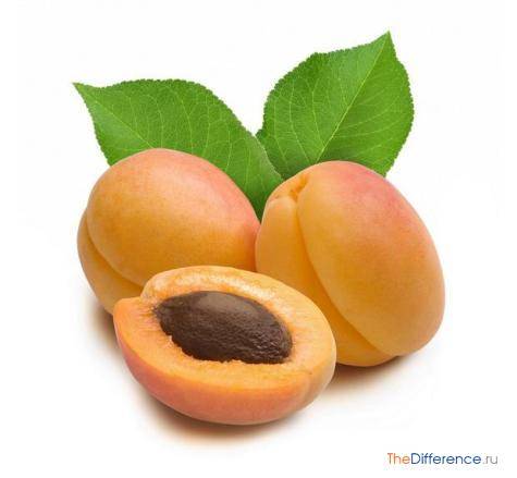 О персике и абрикосе: чем отличаются, какие бывают гибриды, описание