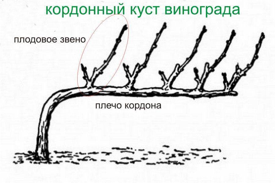 В каком месяце весной обрезают виноград. Правильная формировка куста винограда. Формирование винограда весной. Формировка кустов винограда. Формировка куста винограда для начинающих.