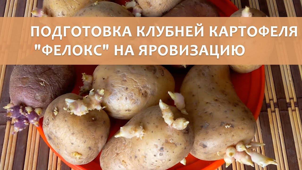 Сорт картофеля «каратоп»: характеристика, описание, урожайность, отзывы и фото