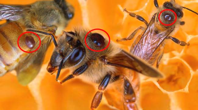 О варроатозе пчел: лечение летом, борьба с варроатозом, препараты и средства