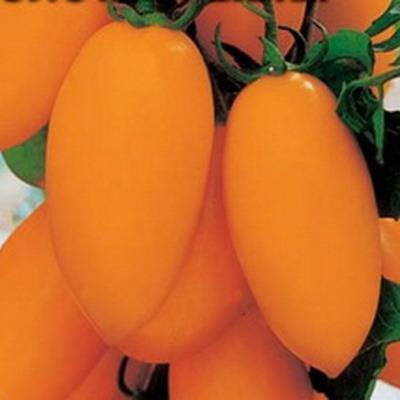 Мечта любого огородника — томат «тамара»: описание сорта и рекомендации по уходу