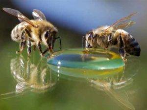 Кормление пчёл сахарным сиропом