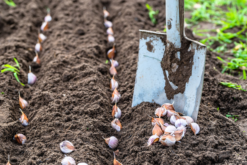Как вырастить озимый чеснок: правила выращивания в условиях открытого грунта