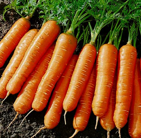 Что сажать после моркови. после чего сажать морковь