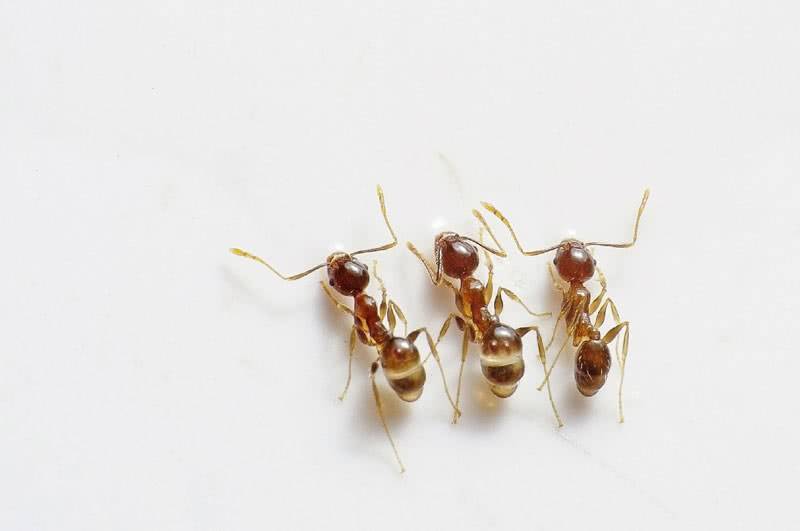 Как избавиться от муравьев в теплице — советы специалистов