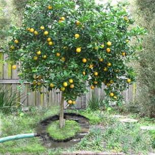 Орошение сада: правильный полив плодовых деревьев