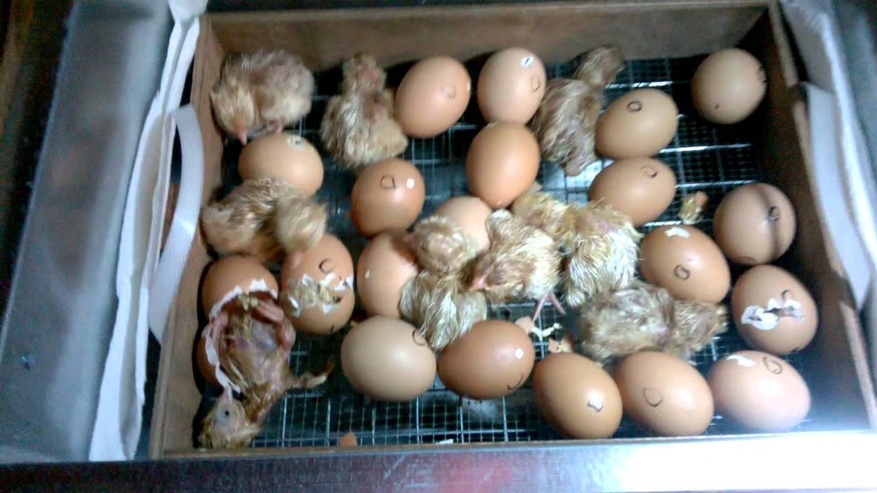 Все о вылуплении цыплят в инкубаторе: что делать, чтобы помочь вылупиться