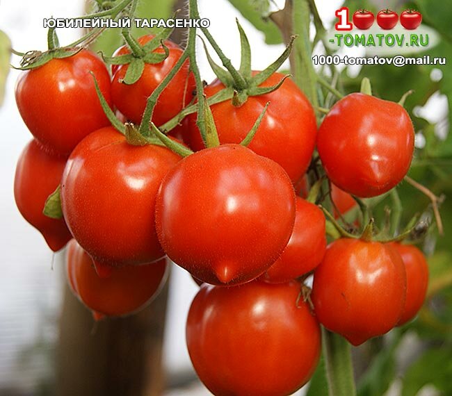 Лисичка: описание сорта томата, характеристики помидоров, посев