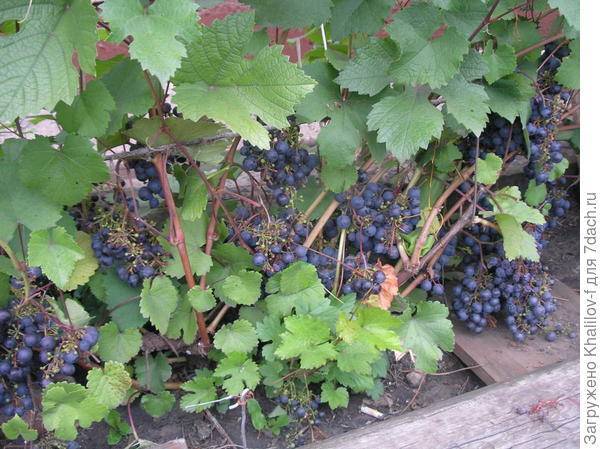 Почему сохнут завязи винограда. почему виноград не плодоносит — что делать в этом случае? слишком активно растет надземная масса куста в ущерб урожаю