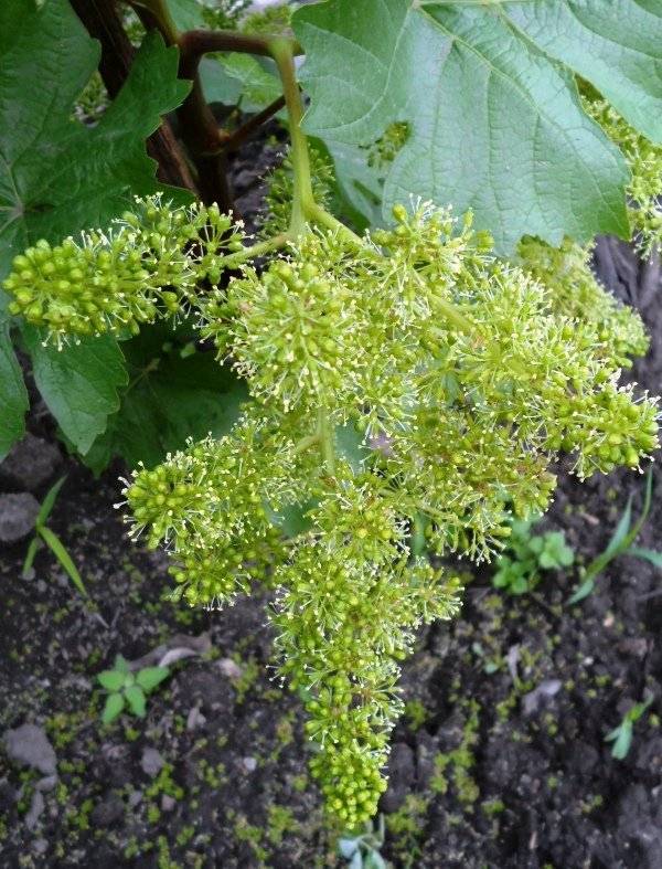 Обработка винограда борной кислотой перед цветением - как подкормка