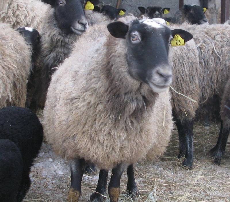 Романовская порода овец.