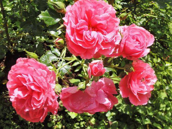 Правила ухода за розами весной