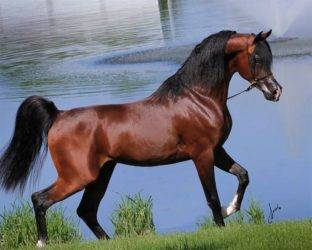 Характеристики арабской лошади