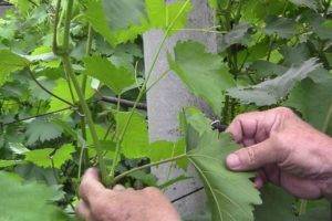 Нужно ли на винограде обрывать усы?  - ответ по животные и растения