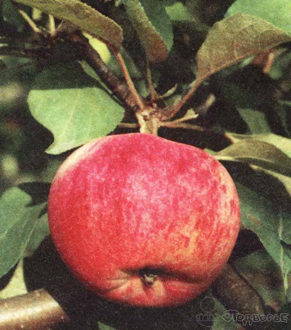 Сорт яблони «орловим» — описание, фото, отзывы садоводов