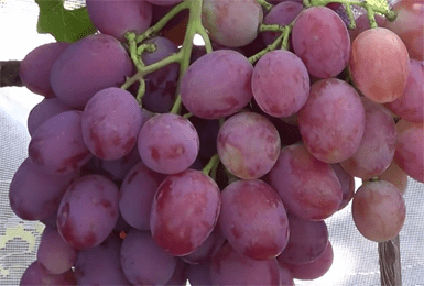 Виноград анюта – характеристика, описание ухода