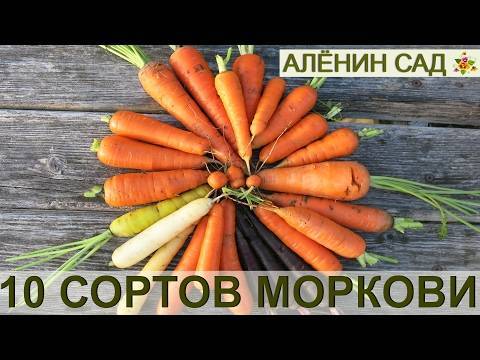 Особенности выращивания моркови в подмосковье и всей средней полосе россии. когда сажать овощ?