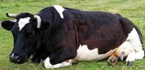 Тимпания рубца у коровы лечение