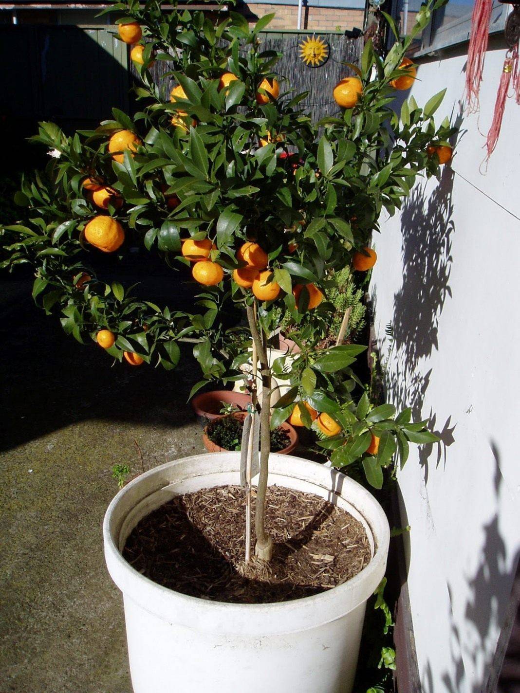 Как вырастить мандариновое дерево: уход в домашних условиях, как посадить
