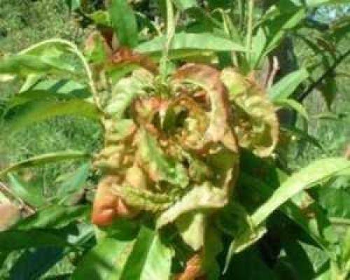 Курчавость листьев персика – лечение
