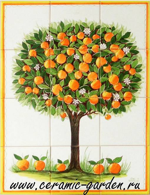 Апельсиновое дерево - выращивание и уход в домашних условиях